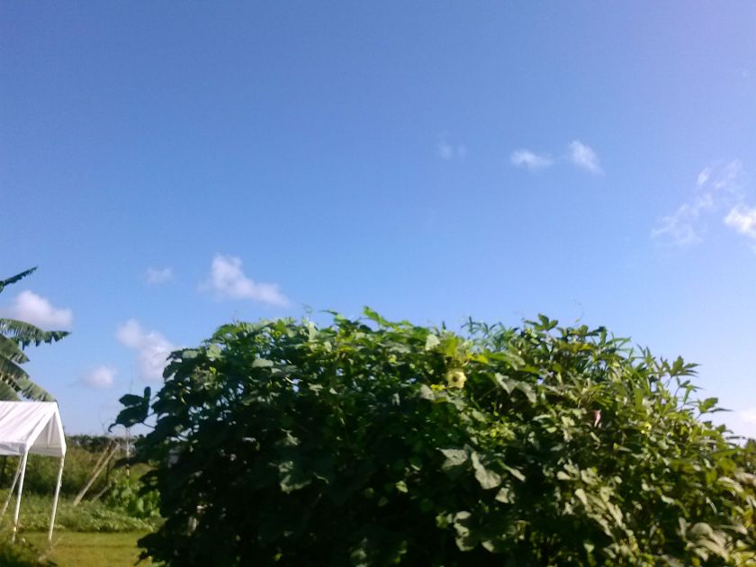 Come and see the world’s largest okra plant…well, biggest in Broward maybe! 