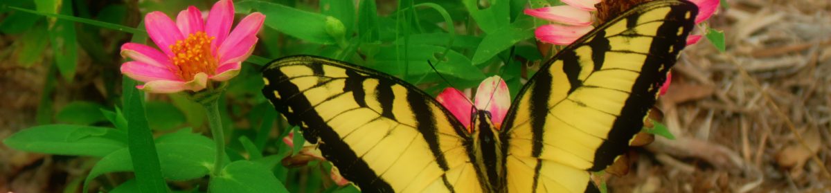 Rotary Community Garden and Food Forest of Coral Springs